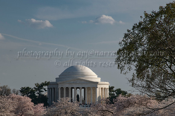 blossoms_52786105315_o