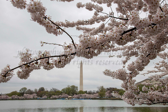 cherry-blossoms_52769648050_o